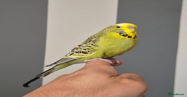 Budgerigars birds - Advert 10