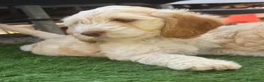 Cockapoo Puppy 1