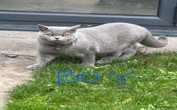 British Shorthair cats for sale: 2 British Shorthair  - Image 2