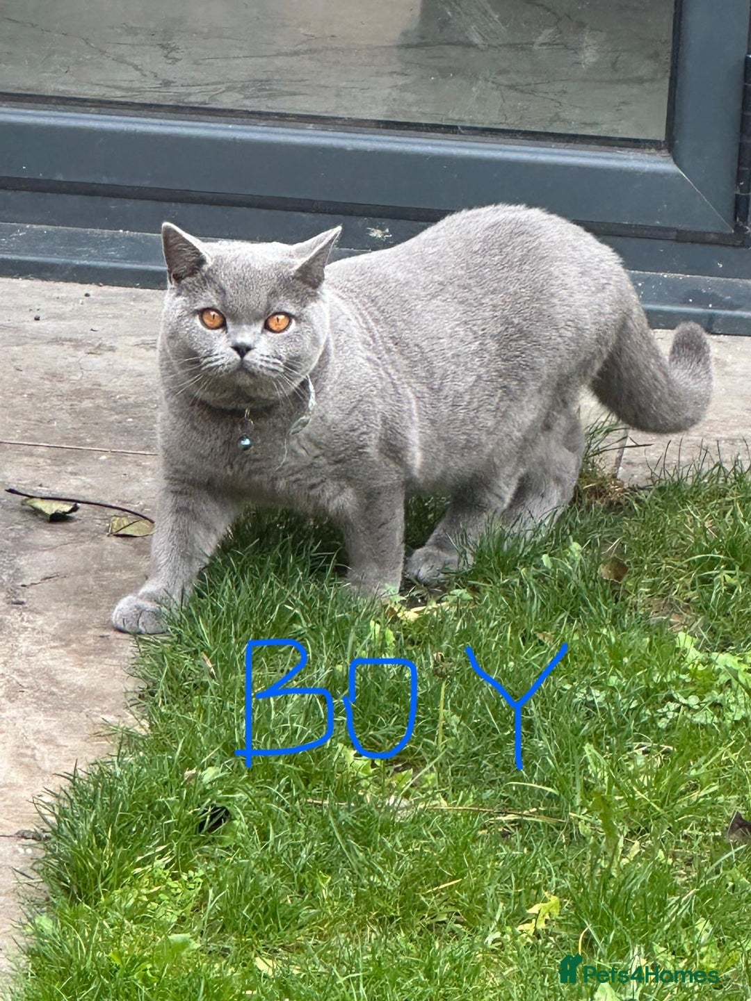 British Shorthair cats for sale: 2 British Shorthair  - Image 2