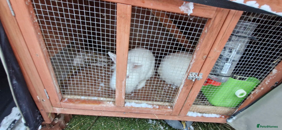 Mini Lion Lop rabbits for sale: Lion Rabbit female - Advert 10