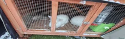 Mini Lion Lop rabbits for sale: Lion Rabbit female - Advert 10