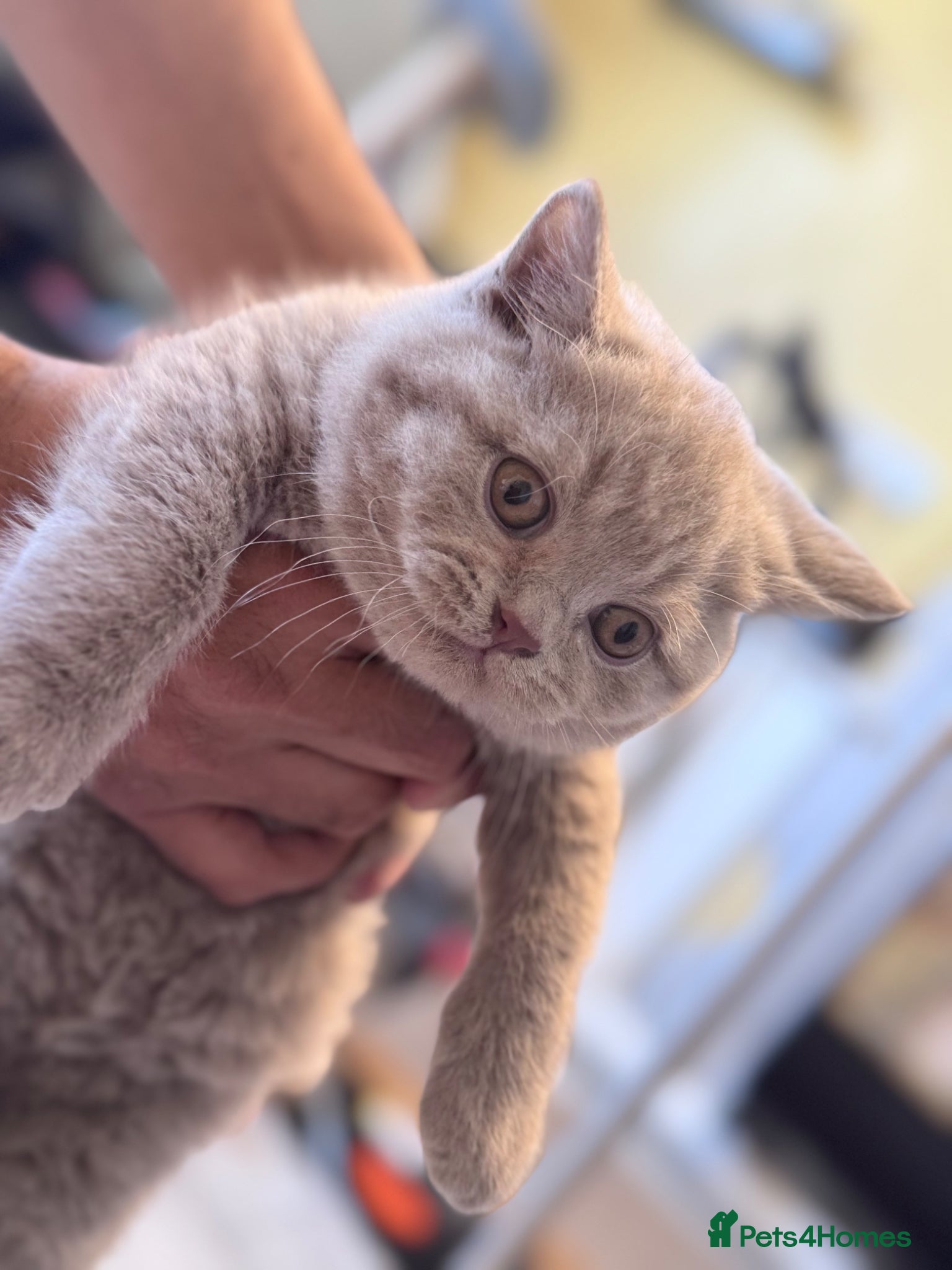 British Shorthair cats 🐾 Last Boy left- Pedigree GCCF reg BSH Kitten 🐾  - Advert 2