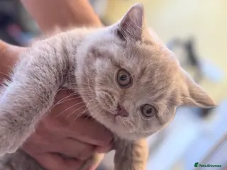 British Shorthair cats 🐾 Last Boy left- Pedigree GCCF reg BSH Kitten 🐾 - Advert 2