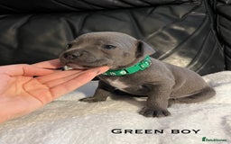 Staffordshire Bull Terrier dogs for sale: Staffordshire bull terrier puppies♥️ KC registered - Image 5