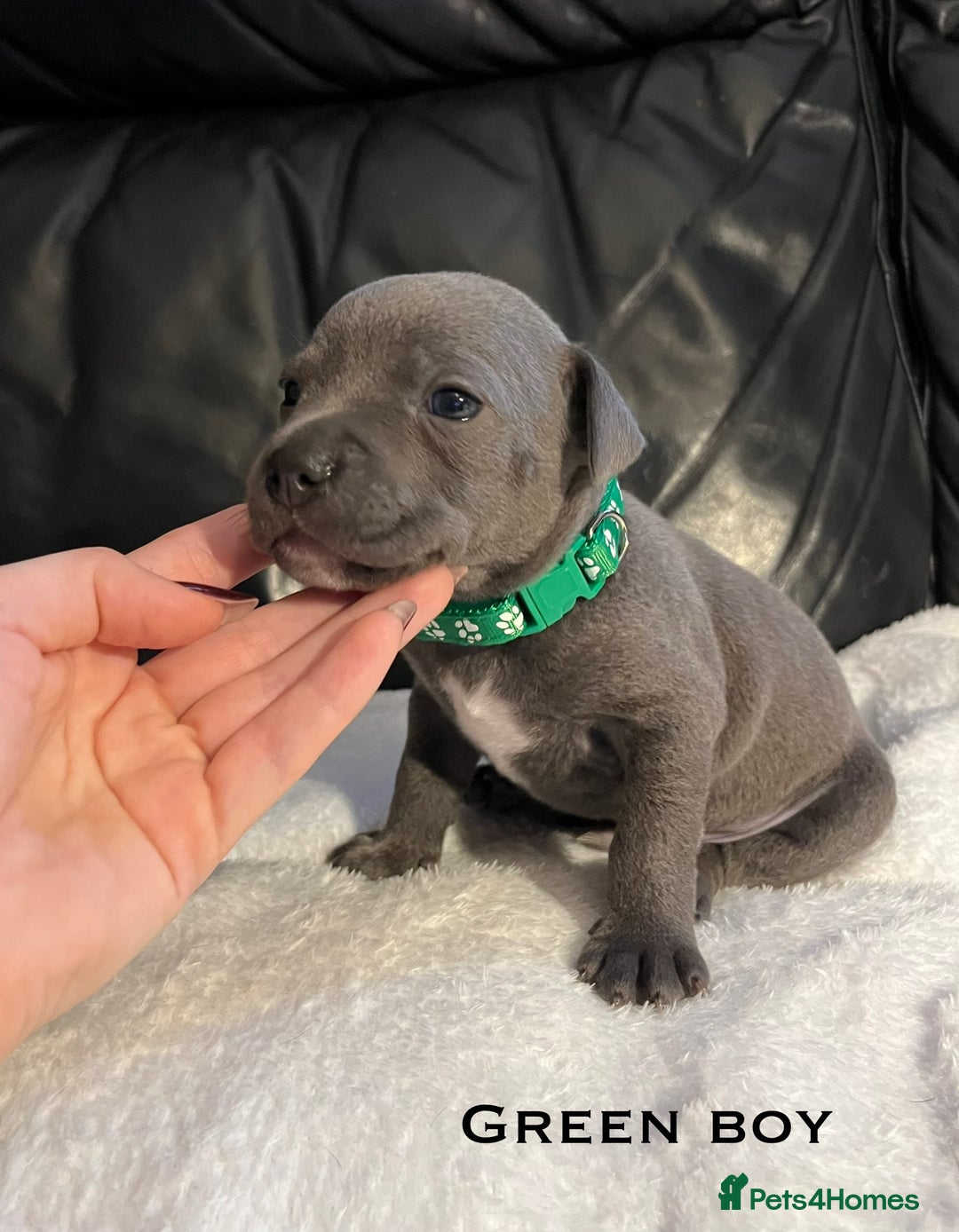 Staffordshire Bull Terrier dogs for sale: Staffordshire bull terrier puppies♥️ KC registered - Image 5