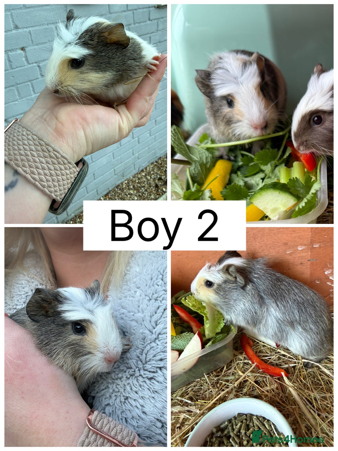 Guinea Pig rodents for sale: Baby Guinea Pigs for sale  - Advert 2