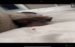 Miniature Dachshund dogs for sale: Miniature girl Dashound  - Image 1