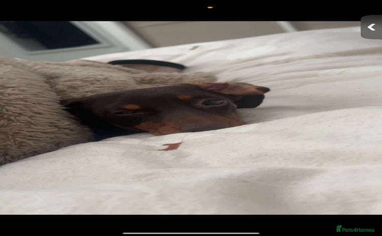 Miniature Dachshund dogs - Advert 14