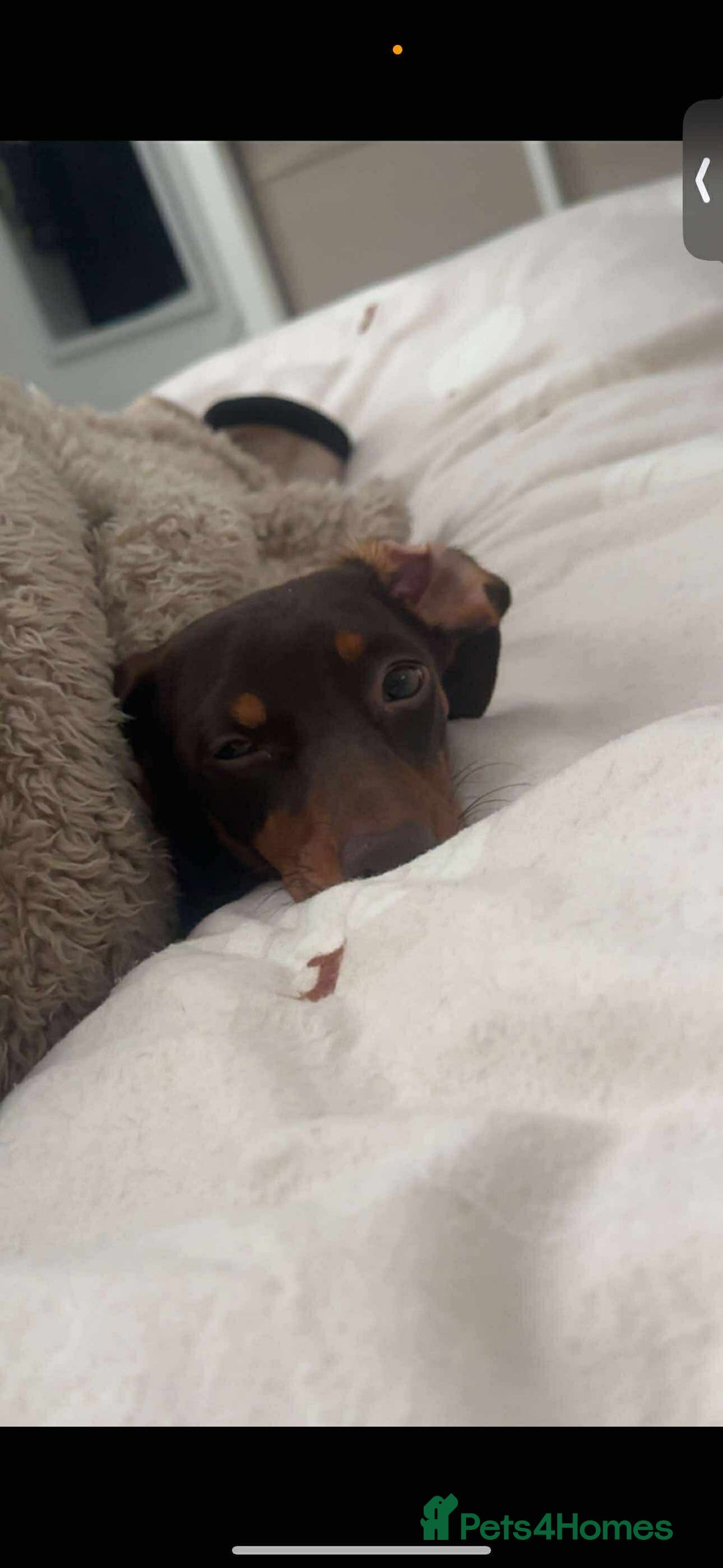 Miniature Dachshund dogs for sale: Miniature girl Dashound  - Image 1