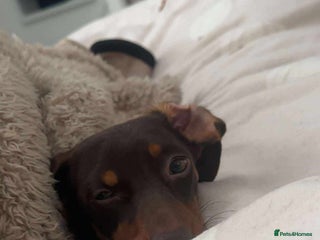 Miniature Dachshund dogs - Advert 11