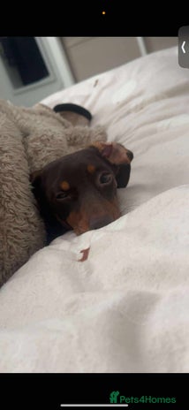 Miniature Dachshund dogs - Advert 14