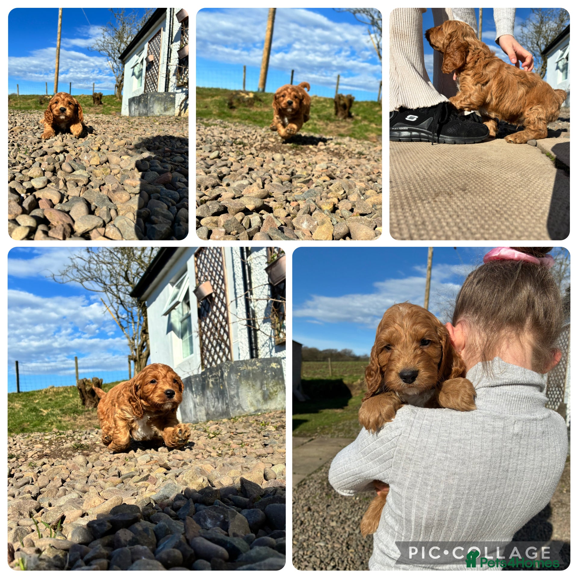 Cockapoo dogs 💜 1 boy left F1 Cockapoo puppies 💜 - Advert 15