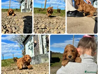 Cockapoo dogs 💜 1 boy left F1 Cockapoo puppies 💜 - Advert 15