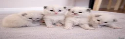 Ragdoll cats for sale: GCCF Ragdoll kittens Blue & Lilac in Morecambe - Advert 3