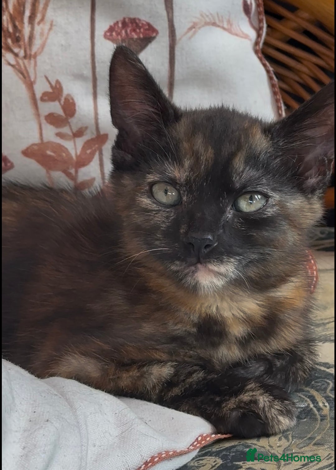 Mixed Breed cats for sale: Beautiful Kittens – One Grey Boy & Two girls - Image 5