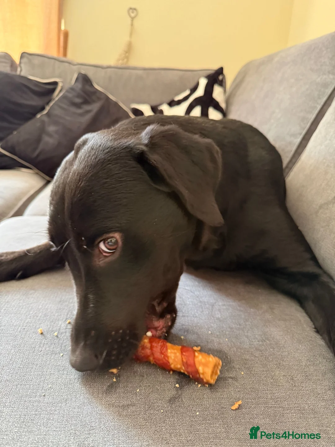 Labrador Retriever dogs for sale: CHARLIE - Black Labrador in Worthing - Advert 2