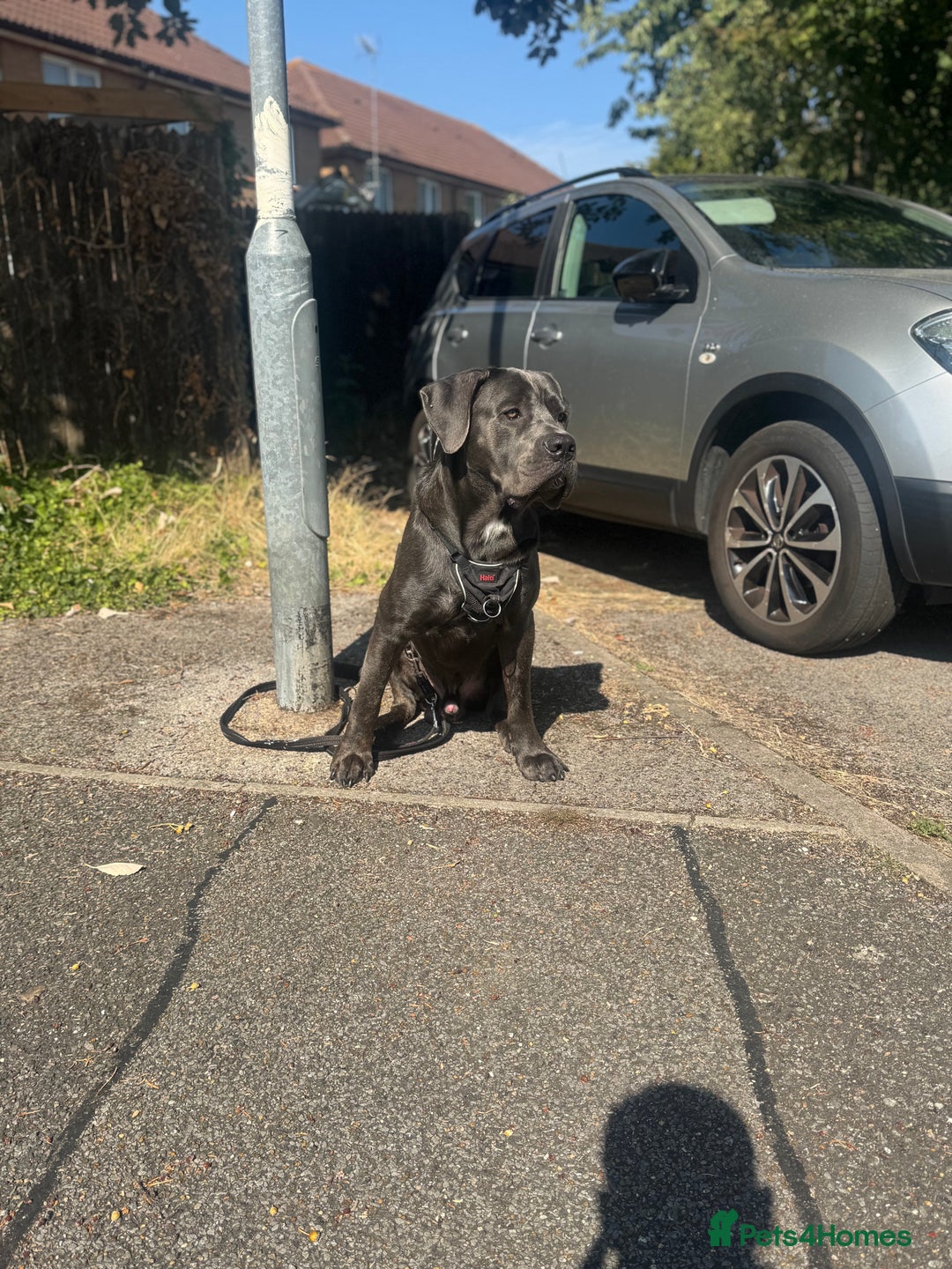Cane Corso dogs for stud: Cane Corso Stud Tre Cani 🇷🇸 x Kyza Soza 🩸 - Image 6
