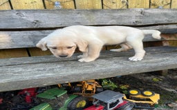 Labrador Retriever dogs for sale: Lovely Labrador pups - Image 3