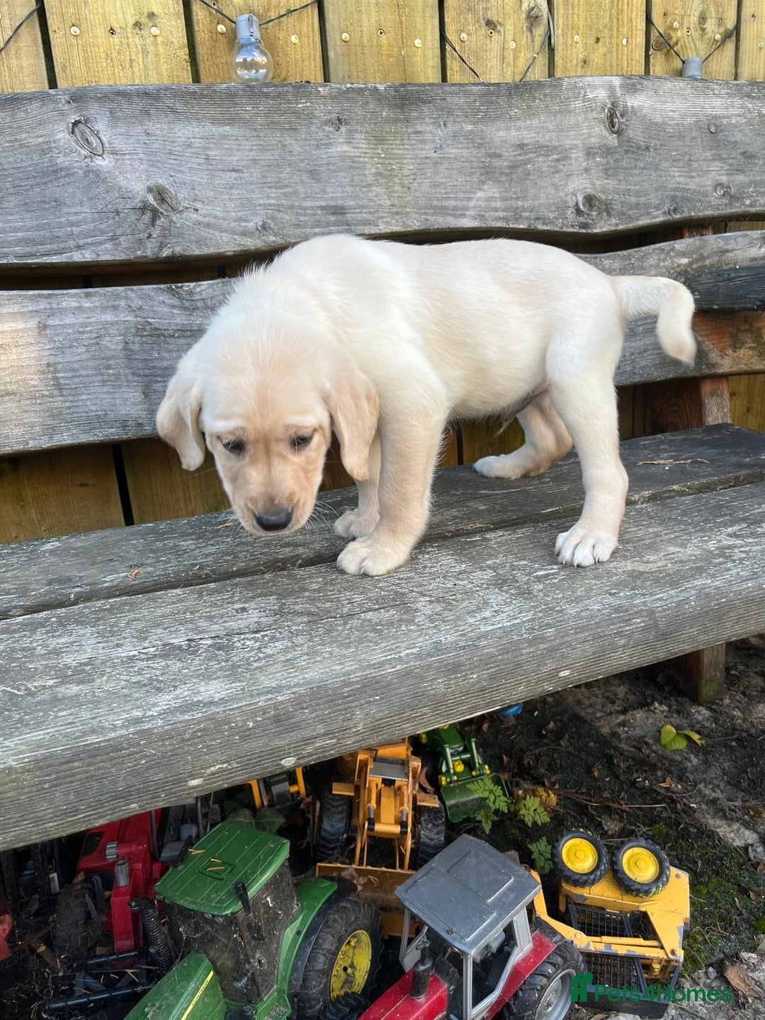 Labrador Retriever dogs for sale: Lovely Labrador pups - Image 3