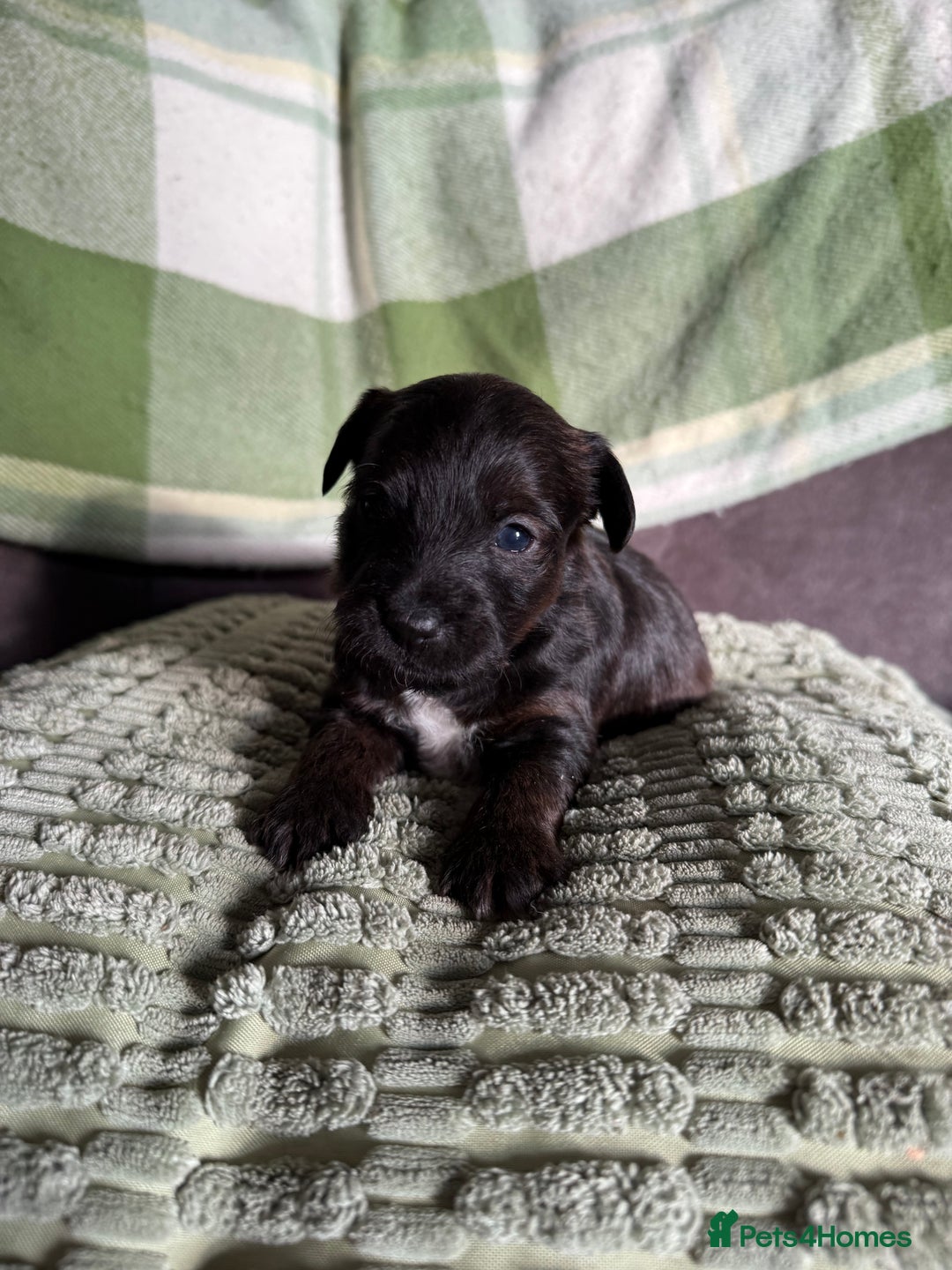 Jackapoo dogs for sale: Jackapoo puppies  - Advert 5