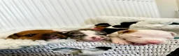 Mixed Breed dogs for sale: A* bulldog puppies 🐶 - Advert 12