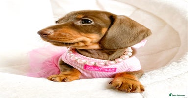 Miniature Dachshund dogs - Advert 8