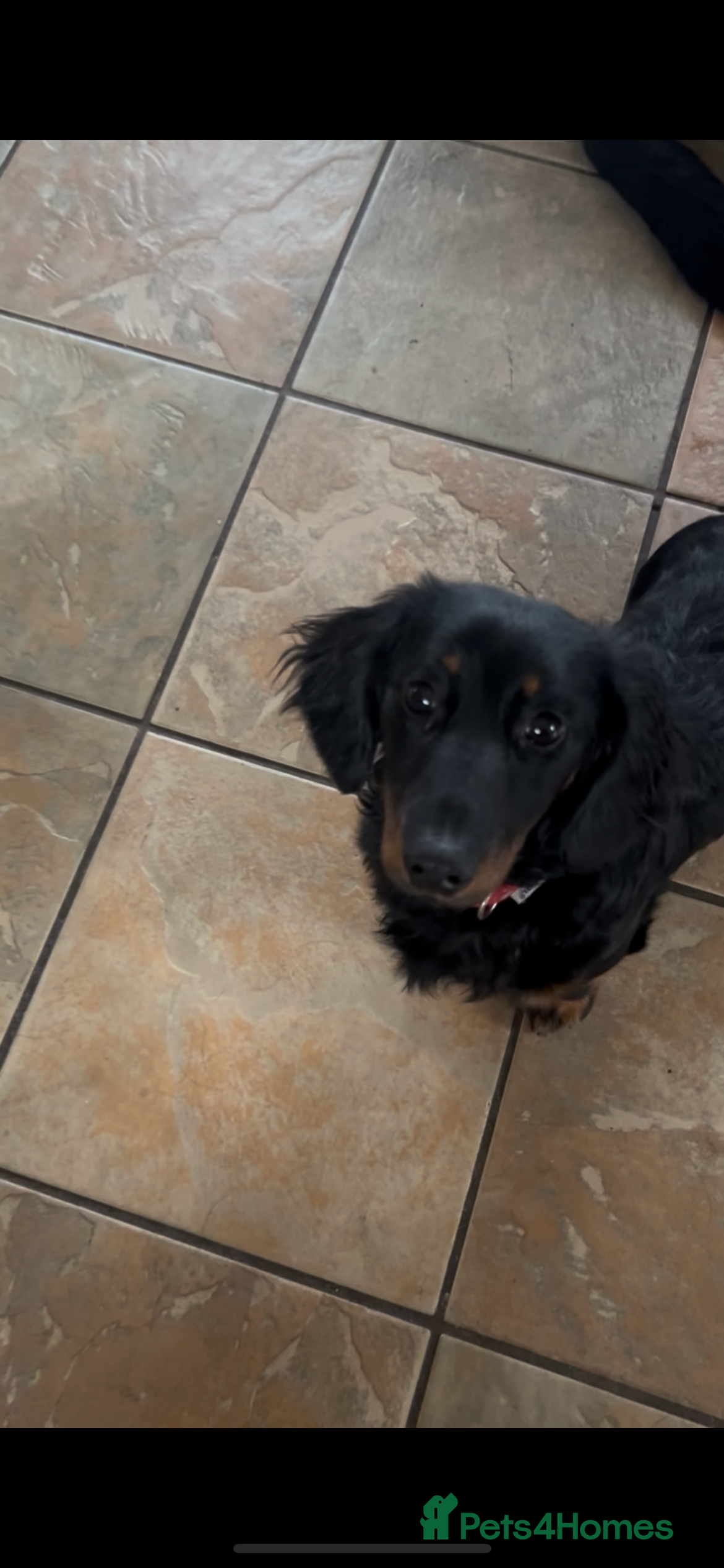 Dachshund dogs Long haired miniature dachshund  - Advert 3