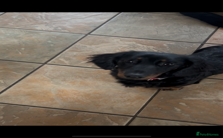 Dachshund dogs - Advert 6