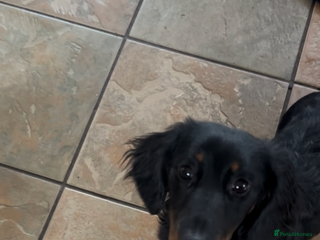 Dachshund dogs - Advert 5