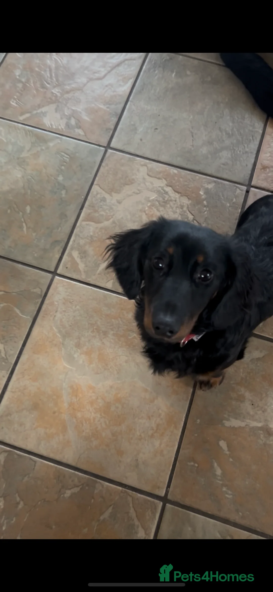 Dachshund dogs for stud: Dachshund for stud - Advert 1