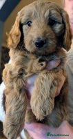 Labradoodle dogs - Advert 7