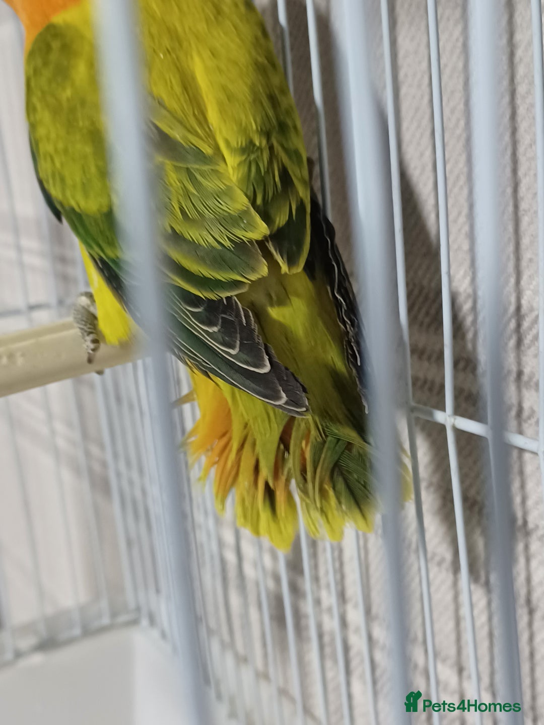 Lovebirds birds for sale: EWING OPLINE YELLOW FACTOR LOVEBIRDS  - Advert 12