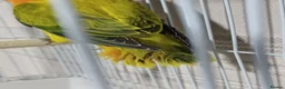 Lovebirds birds for sale: EUWING OPLINE YELLOW FACTOR LOVEBIRDS  - Advert 12