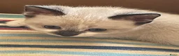 Mixed Breed cats for sale: Adorable fluffy ragdoll x kittens - Advert 7