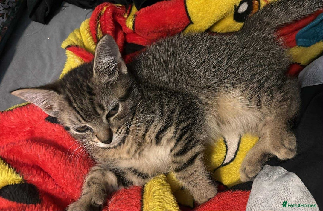 Mixed Breed cats for sale: Beautiful kittens looking for there forever home  - Image 1
