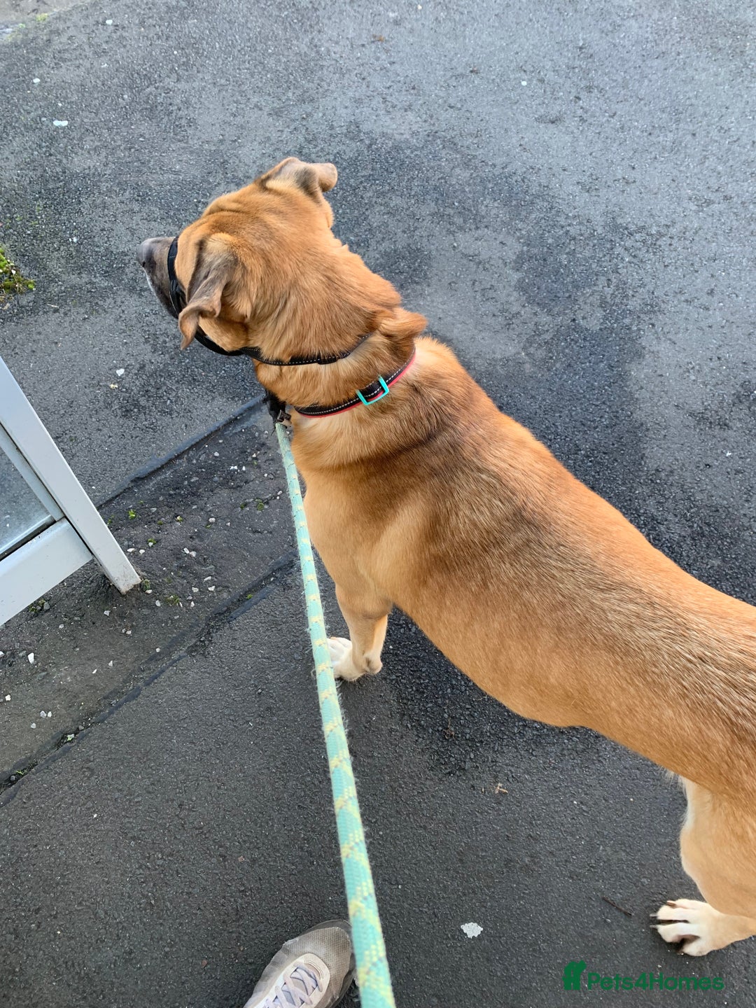 Mixed Breed dogs for sale: Presa canario mix husky - Advert 3