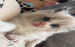 Ragdoll cats for sale: Gorgeous Bi-Colour Ragdoll Kittens – Male - Image 2