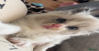 Ragdoll cats - Advert 14