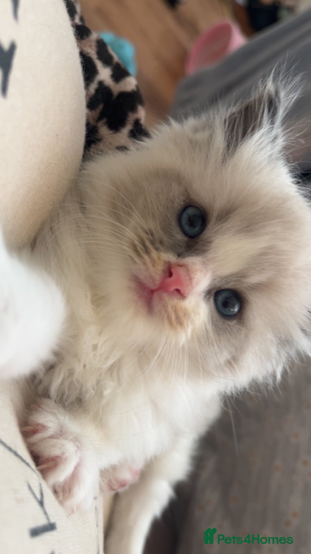 Ragdoll cats for sale: Gorgeous Bi-Colour Ragdoll Kittens – Male - Image 2