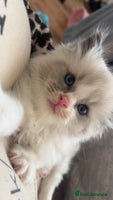 Ragdoll cats - Advert 4