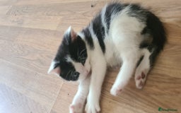 Mixed Breed cats for sale: Beautiful kittens for sale - Image 16