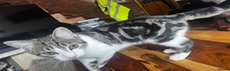 Mixed Breed cats for sale: Kittens for sale  in Pontypridd - Advert 3