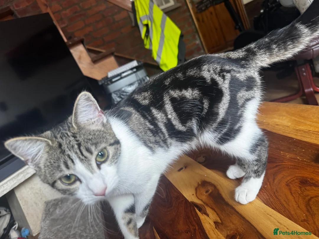 Mixed Breed cats for sale: Kittens for sale  in Pontypridd - Advert 3