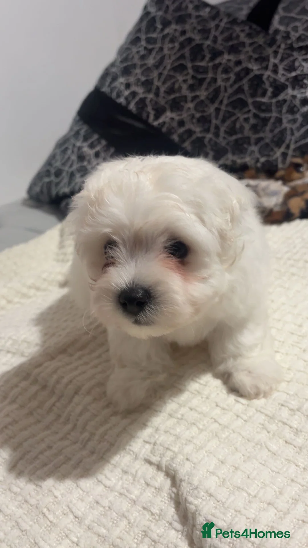 Maltese dogs for sale: Bishon Maltese  - Advert 2