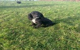 Cockalier dogs for sale: Stunning cockaliers  - Advert 9