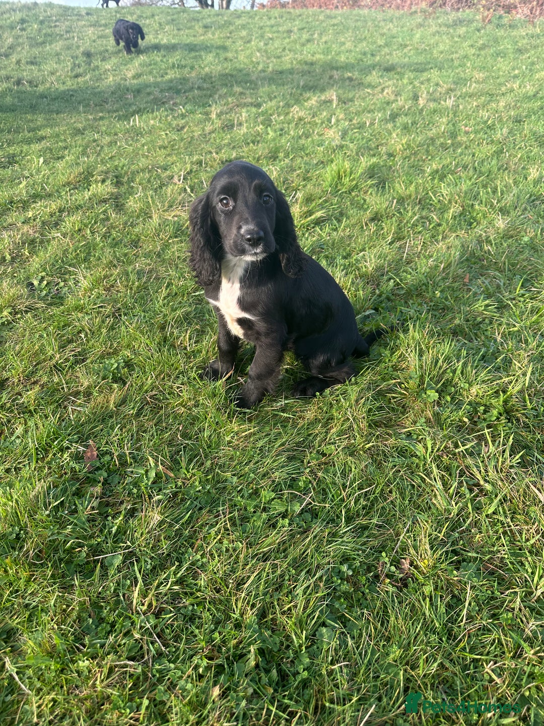 Cockalier dogs for sale: Stunning cockaliers  - Advert 9