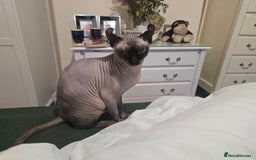 Sphynx cats for sale: Elf sphynx - Image 5