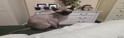 Sphynx cats for sale: Elf sphynx - Advert 5