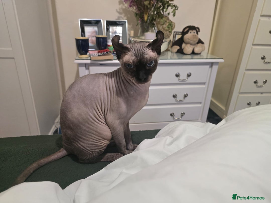 Sphynx cats for sale: Elf sphynx - Image 5